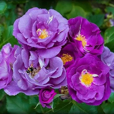 Саженцы роз РАПСОДИЯ ИН БЛЮ шраб в Пскове