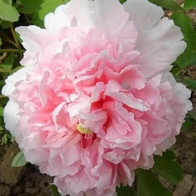 Пион БУКЕТ РОЗОВЫХ ГВОЗДИК древовидный  Пион БУКЕТ РОЗОВЫХ ГВОЗДИК древовидный в Пскове