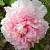 Пион БУКЕТ РОЗОВЫХ ГВОЗДИК древовидный в Пскове