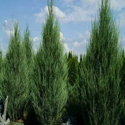 Можжевельник СКАЙРОКЕТ скальный в Пскове