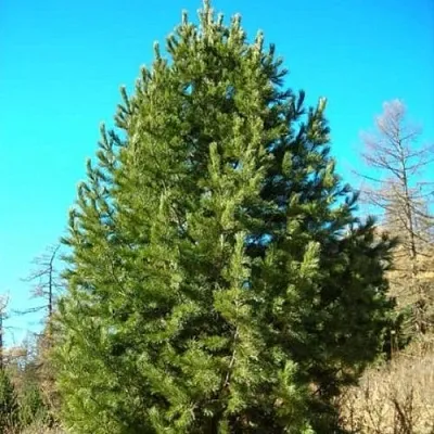 Сосна кедровая сибирская в Пскове