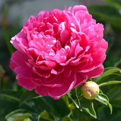 Пион БУШЕЛА травянистый  Пион БУШЕЛА травянистый в Пскове