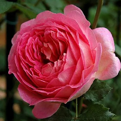 Саженцы роз ДЖУБИЛИ СЕЛЕБРЕЙШН английская в Пскове