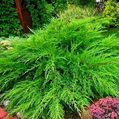 Можжевельник МИНТ ДЖУЛЕП средний  Можжевельник средний Mint Julep (МИНТ ДЖУЛЕП) в Пскове