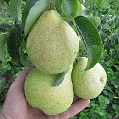 Груша КУДЕСНИЦА  Груша КУДЕСНИЦА в Пскове