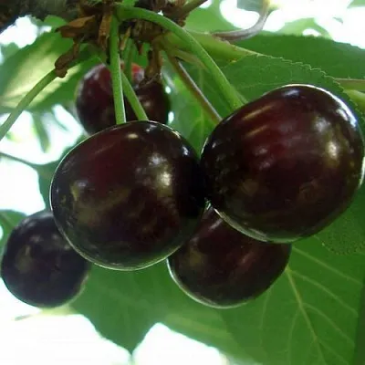 Дюк КСЕНИЯ (ЧЕРЕВИШНЯ) в Пскове