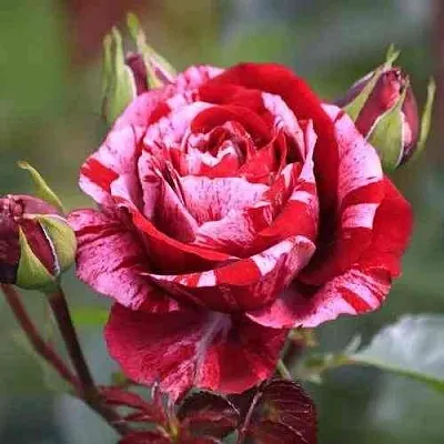 Саженцы роз ДИП ИМПРЕШН флорибунда в Пскове