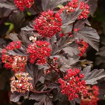 Пузыреплодник РЕД БАРОН  Пузыреплодник РЕД БАРОН в Пскове