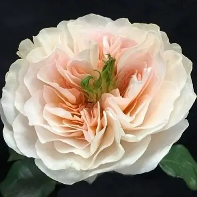 Саженцы роз ЧАРИТИ английская в Пскове