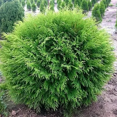 Туя ЛИТЛ ЧЕМПИОН западная  Туя ЛИТЛ ЧЕМПИОН западная в Пскове