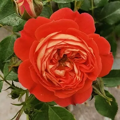 Саженцы роз СТАРЛЕТ РОУЗ КАРМЕН плетистая  Саженцы роз СТАРЛЕТ РОУЗ КАРМЕН плетистая в Пскове