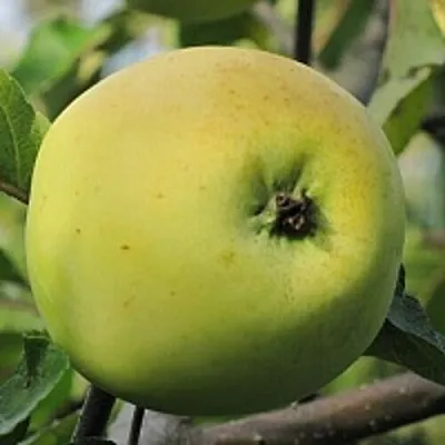 Яблоня РОССИЯНКА  Яблоня РОССИЯНКА в Пскове