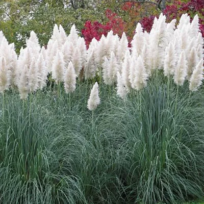 Кортадерия белая (пампасная трава) в Пскове
