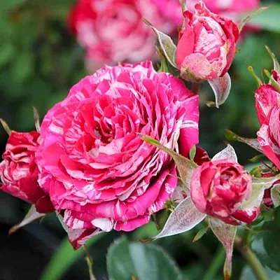 Саженцы роз АРРОУ ФОЛИЕС спрей в Пскове