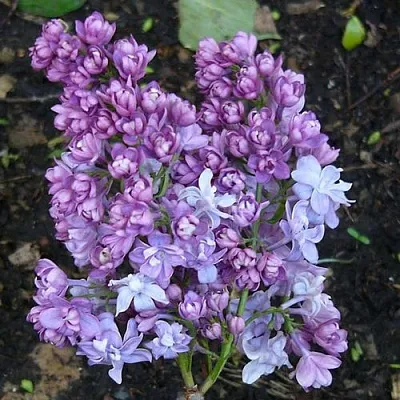 Сирень НАДЕЖДА в Пскове