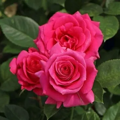 Саженцы роз ЛАВ ЛЕТТЕР флорибунда  Саженцы роз ЛАВ ЛЕТТЕР флорибунда в Пскове