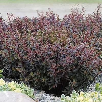 Очиток (седум) САНСПАРКЛЕР ДЖЕЙД ТАФФЕТ в Пскове