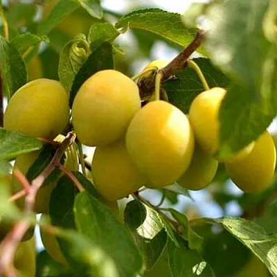 Слива ОЧАКОВСКАЯ ЖЕЛТАЯ  Слива ОЧАКОВСКАЯ ЖЕЛТАЯ в Пскове