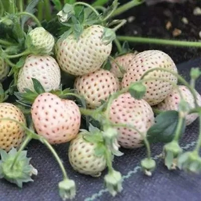 Клубника АНАНАСА ремонтантная — описание сорта Клубника АНАНАСА ремонтантная в Пскове