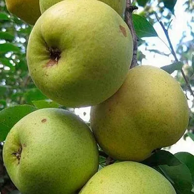 Груша РОГНЕДА  Груша РОГНЕДА в Пскове