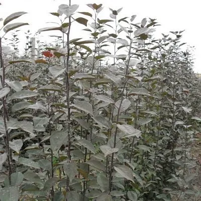 Подвой яблони 54-118  Подвой яблони 54-118 в Пскове