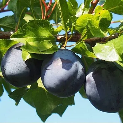 Слива ВОЛАТ  Слива ВОЛАТ в Пскове