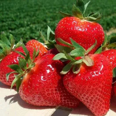 Клубника ДЖОЛИ  Клубника ДЖОЛИ в Пскове