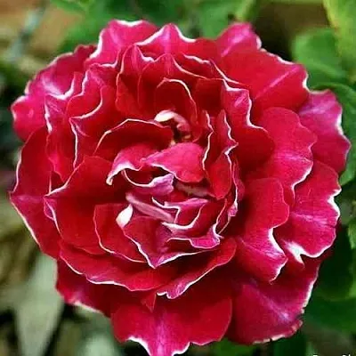 Саженцы роз БАРОН ЖИРО ДЕ ЛЕН ремонтантная в Пскове