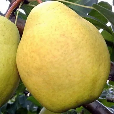 Груша ОСЕННИЙ ВЕЛИКАН в Пскове