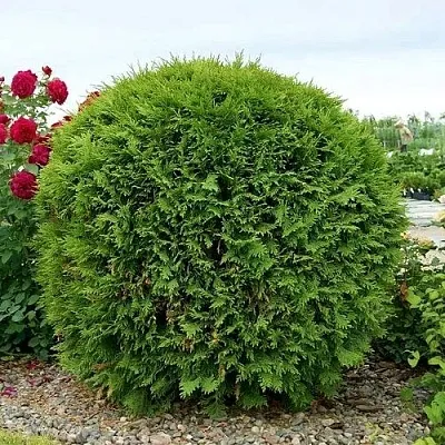 Туя ВУДВАРДИ западная в Пскове