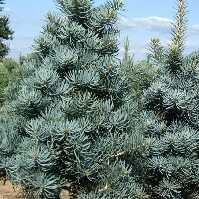 Пихта КОНКОЛОР  Пихта КОНКОЛОР в Пскове