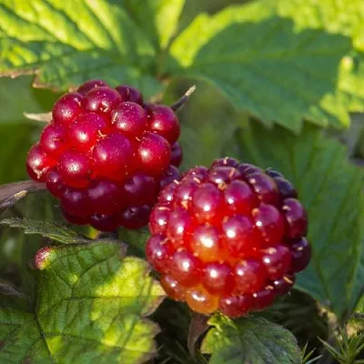 Княженика ЛИНДА в Пскове