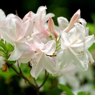 Азалия УАЙТ ЛАЙТС листопадная  Азалия УАЙТ ЛАЙТС листопадная в Пскове