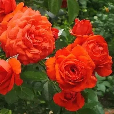 Саженцы роз МАЙНТАУЭР плетистая  Саженцы роз МАЙНТАУЭР плетистая в Пскове