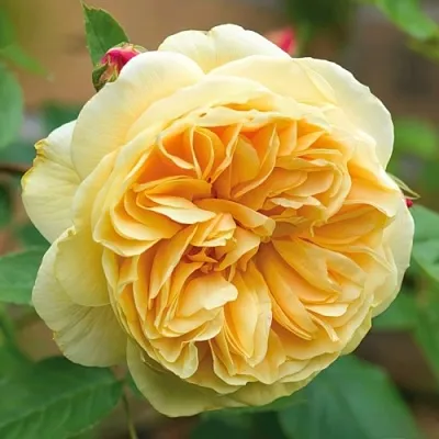 Саженцы роз ТИЗИНГ ДЖОРДЖИЯ английская в Пскове