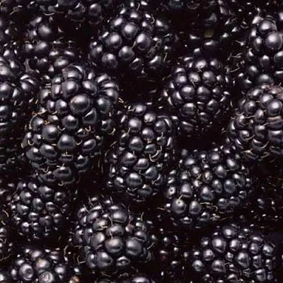 Ежевика ОРКАН бесшипная в Пскове