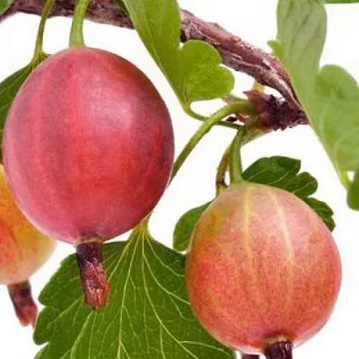 Крыжовник ЯРКИЙ в Пскове