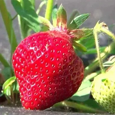 Клубника ХОНЕЙ  Клубника ХОНЕЙ в Пскове