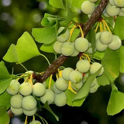 Гинкго билоба в Пскове