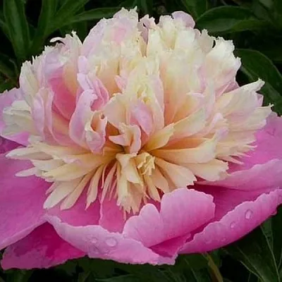 Пион ВЕСЕННЯЯ ПАЛИТРА травянистый  Пион ВЕСЕННЯЯ ПАЛИТРА травянистый в Пскове