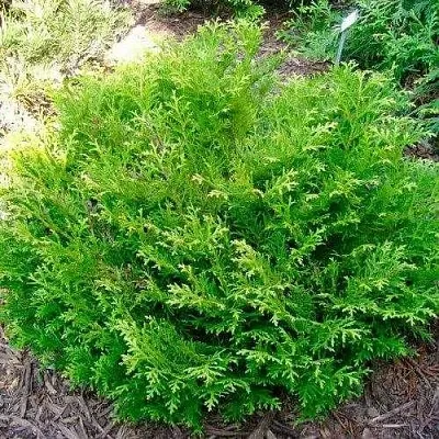 Туевик НАНА долотовидный   Туевик НАНА долотовидный  в Пскове