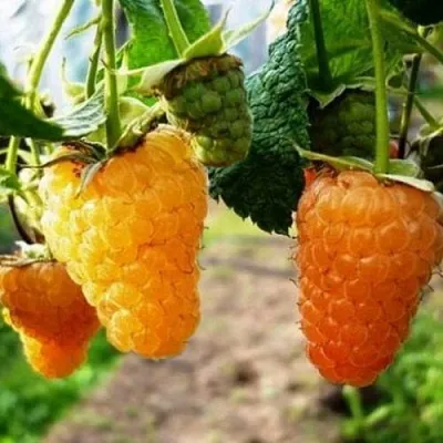 Малина ОРАНЖЕВОЕ ЧУДО  Малина ОРАНЖЕВОЕ ЧУДО в Пскове