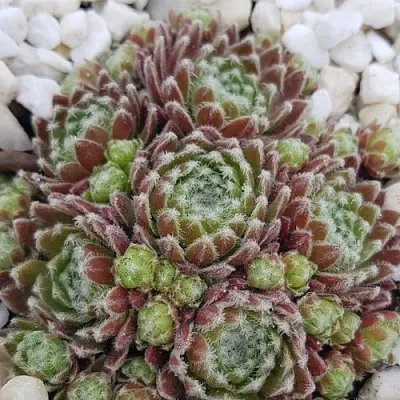 Молодило МОРКЕРС МЕРИТ в Пскове