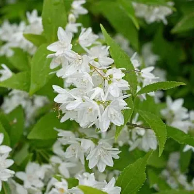 Дейция шершавая  Дейция шершавая в Пскове