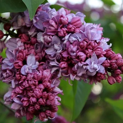 Сирень П.П.КОНЧАЛОВСКИЙ в Пскове