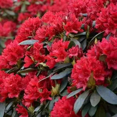 Рододендрон БУЗУКИ  Рододендрон БУЗУКИ в Пскове