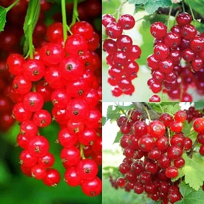 Комплект КРАСНЫЙ УРОЖАЙ в Пскове