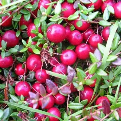 Клюква ПИЛИГРИМ в Пскове