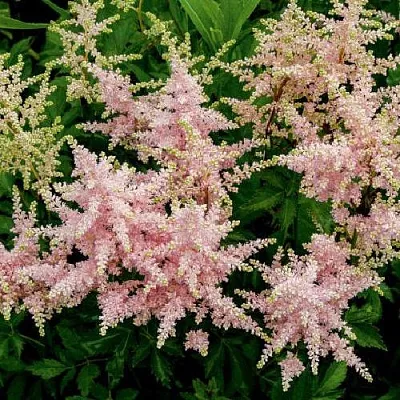 Астильба СЕСТРА ТЕРЕЗА Арендса  Астильба СЕСТРА ТЕРЕЗА Арендса в Пскове