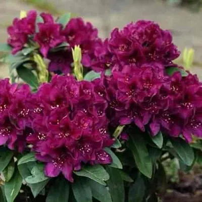 Рододендрон КАЛИ  Рододендрон КАЛИ в Пскове